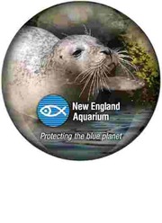 Glass Dome Magnets (50MM Dia.)